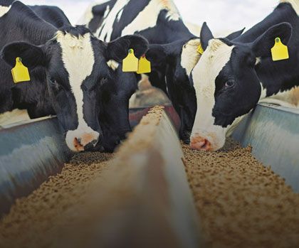 Cattle Feed
